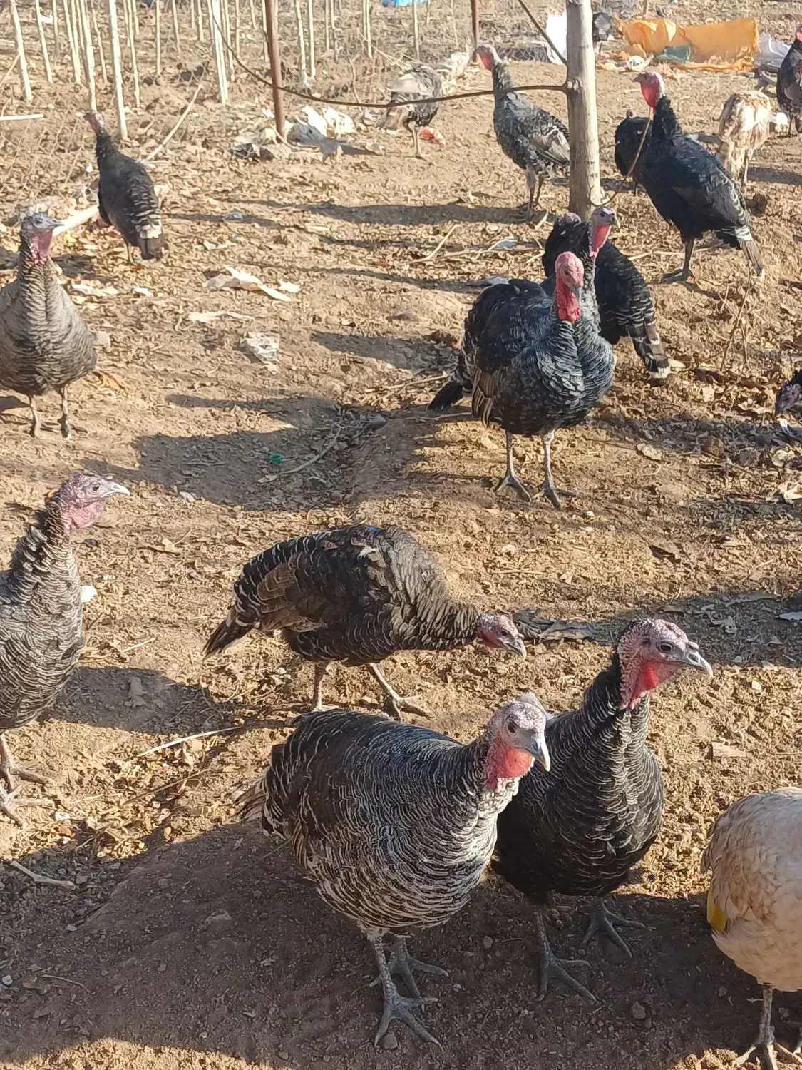 بوقلمون|حیوانات مزرعه|الشتر, |دیوار