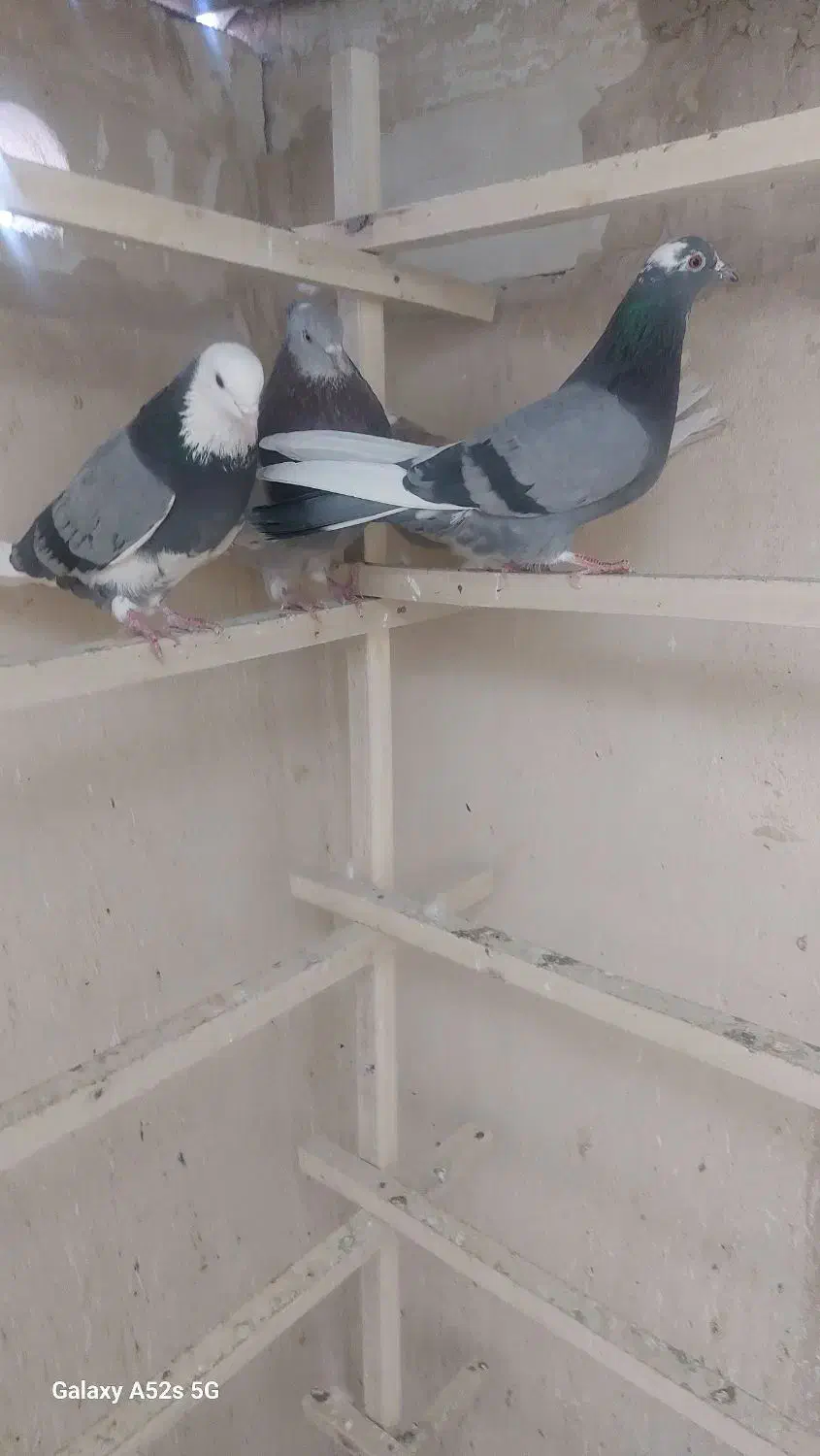 کبوتر|پرنده|قم, انسجام|دیوار