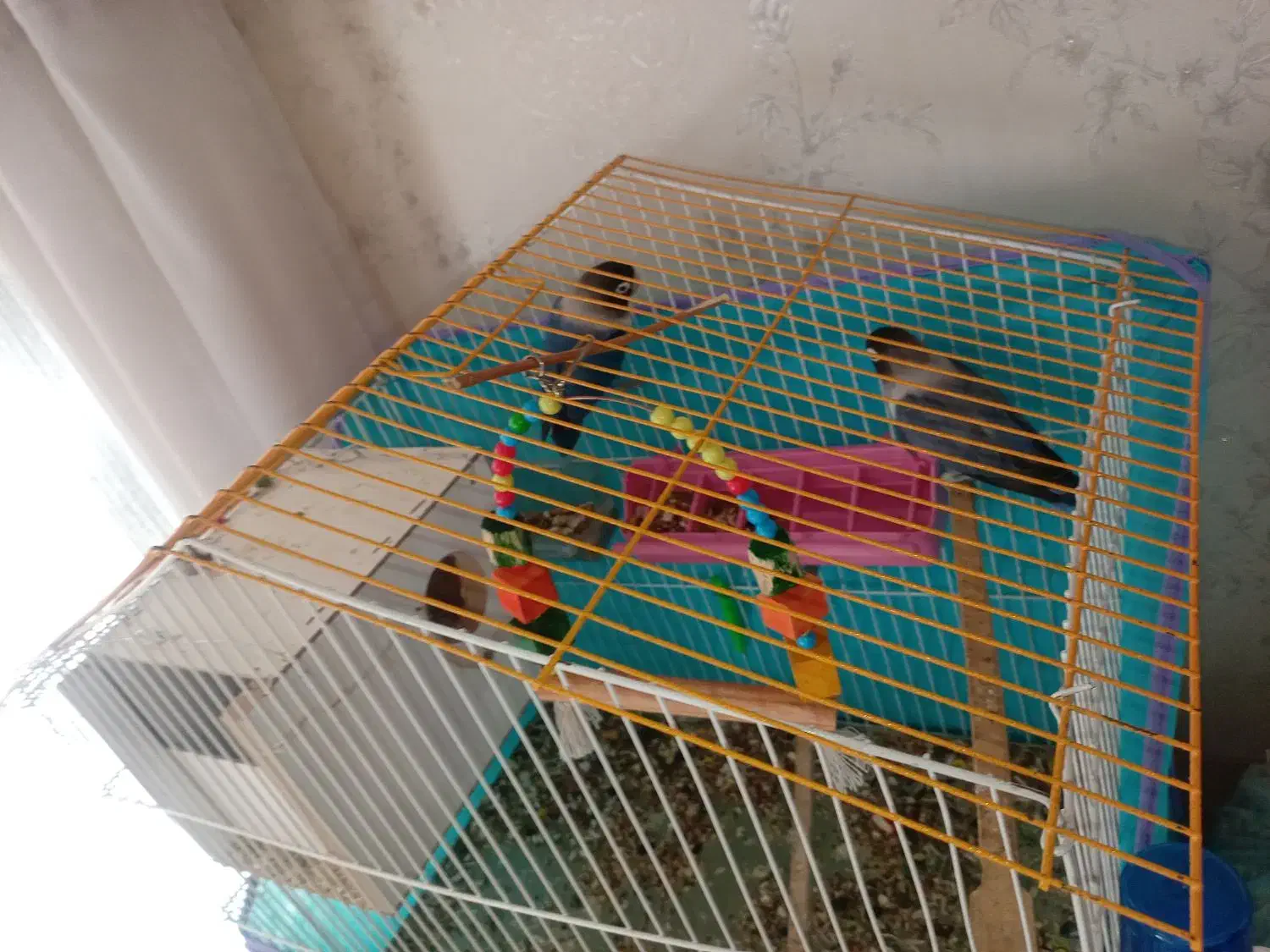 طوطی کوتوله|پرنده|بم, |دیوار