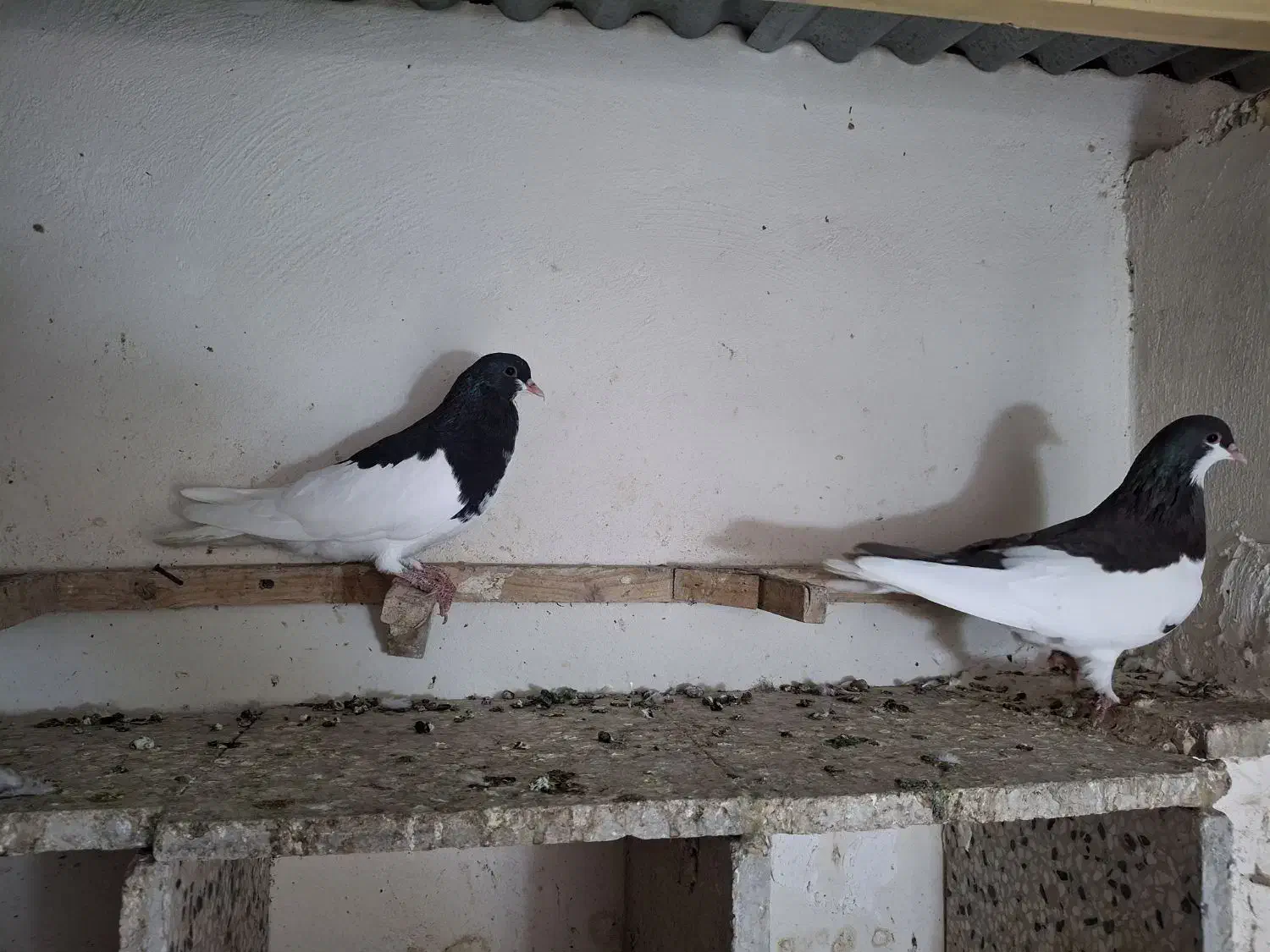 کبوتر شهری چپ، یال|پرنده|بوشهر, |دیوار