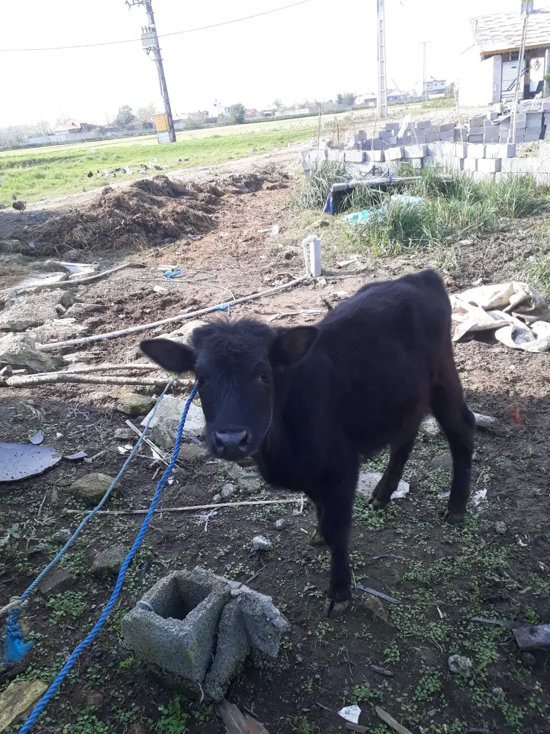 ورزا کوله چالوسی فوق العاده جنس لیشه گاو|حیوانات مزرعه|رشت, حومه رشت|دیوار