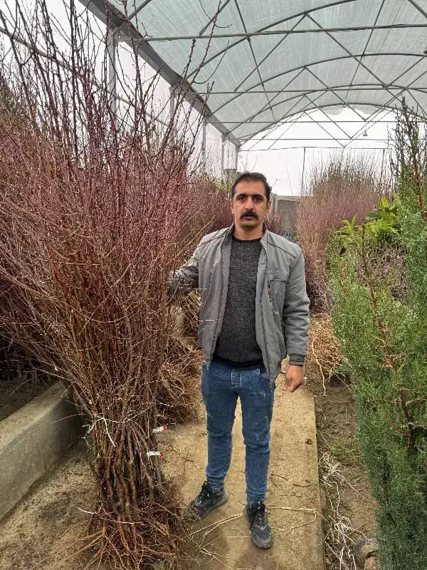 نهال بادام تجاری و خوش فرم|خدمات باغبانی و درختکاری|تاکستان, |دیوار