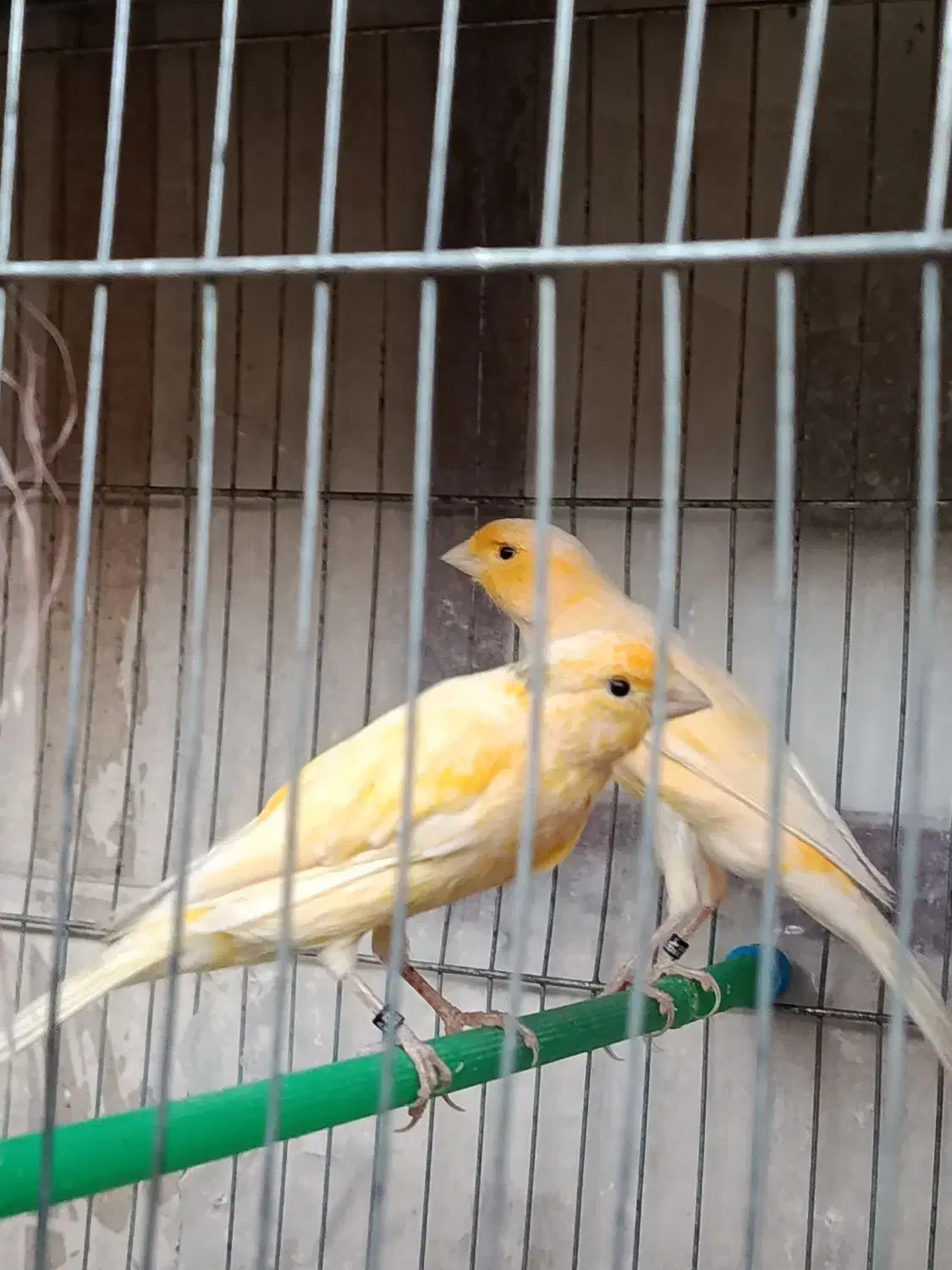 قناری نر بخون|پرنده|گلپایگان, |دیوار