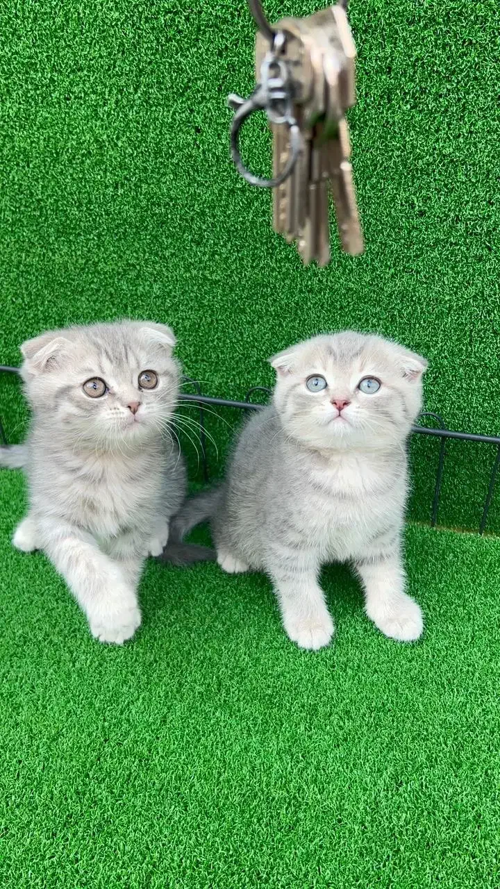 اسکاتیش بلک گلد و بلو گلد|گربه|شاهرود, |دیوار