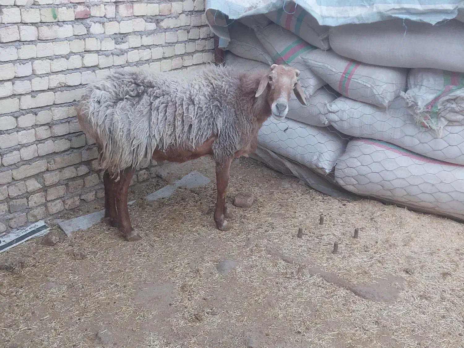 قوچ افغانی|حیوانات مزرعه|قزوین, |دیوار