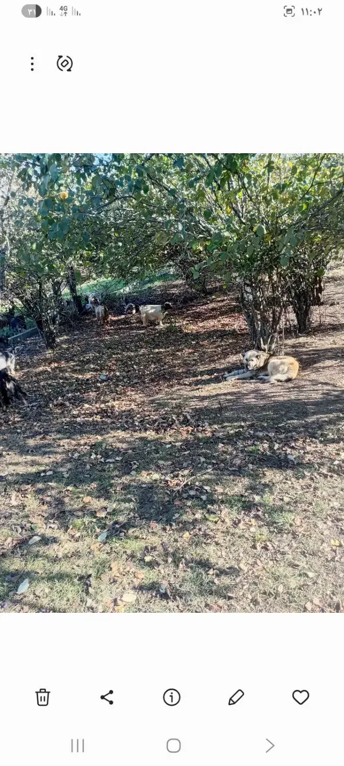 سگ گله دوساله بشرط برای چوپانی وگله داری|سگ|رستمآباد, |دیوار