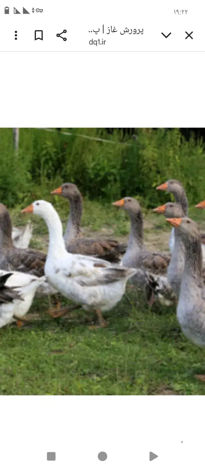 گوشت پاک شده بوقلمون غاز و خروس محلی|خوردنی و آشامیدنی|ماکو, |دیوار