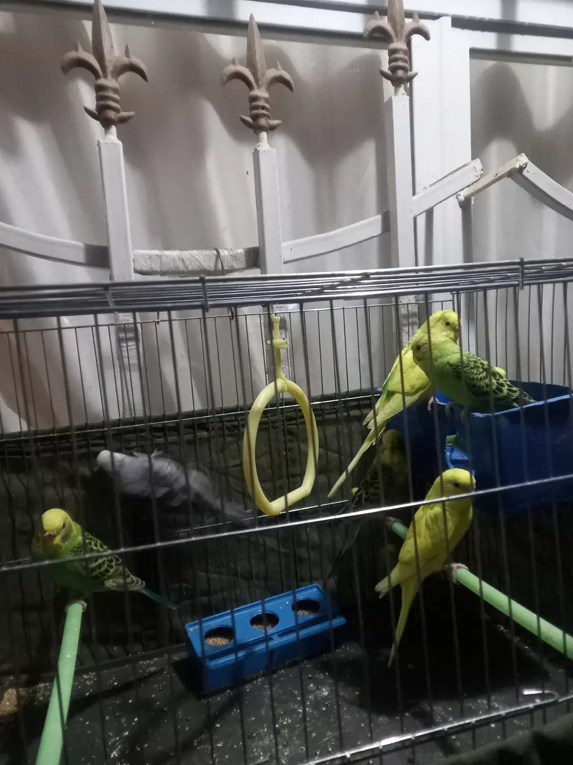 مرغ عشق|پرنده|اندیشه, اندیشه فاز ۵|دیوار