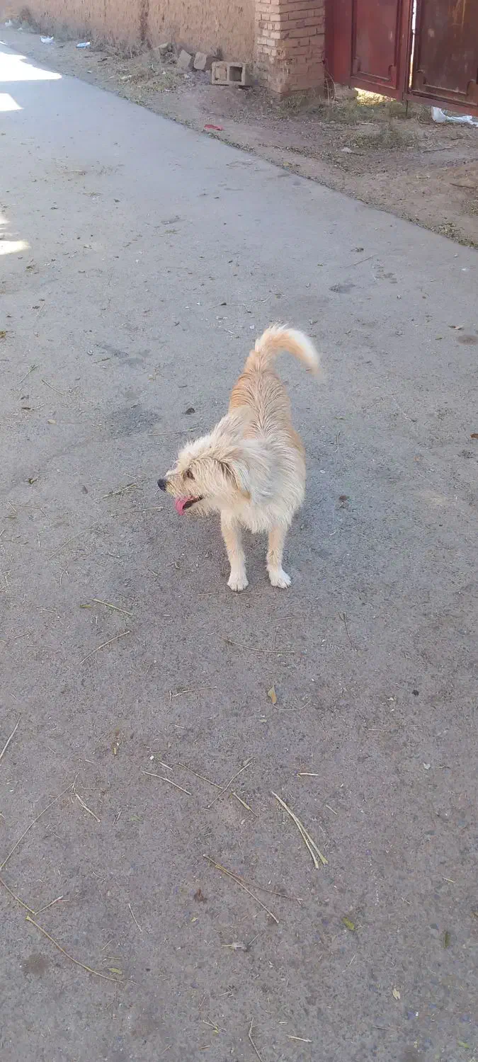 ۱ ملیون پونصد|سگ|زرند, |دیوار