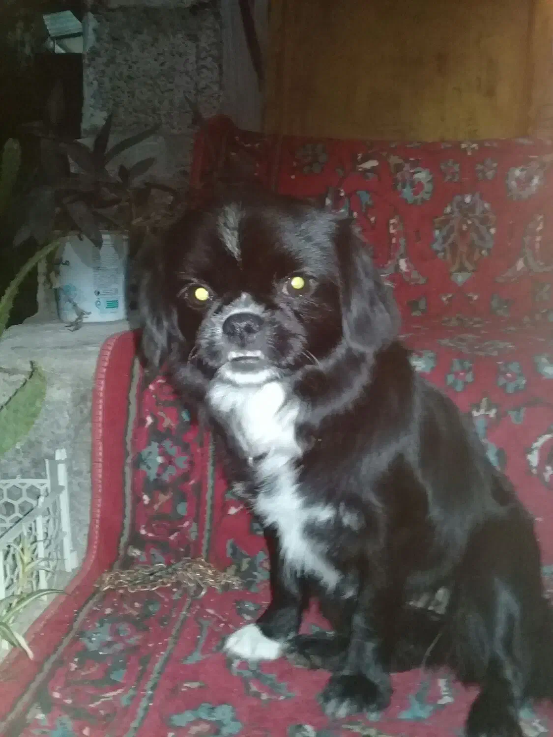 سگ پکنیز|سگ|لنگرود, |دیوار