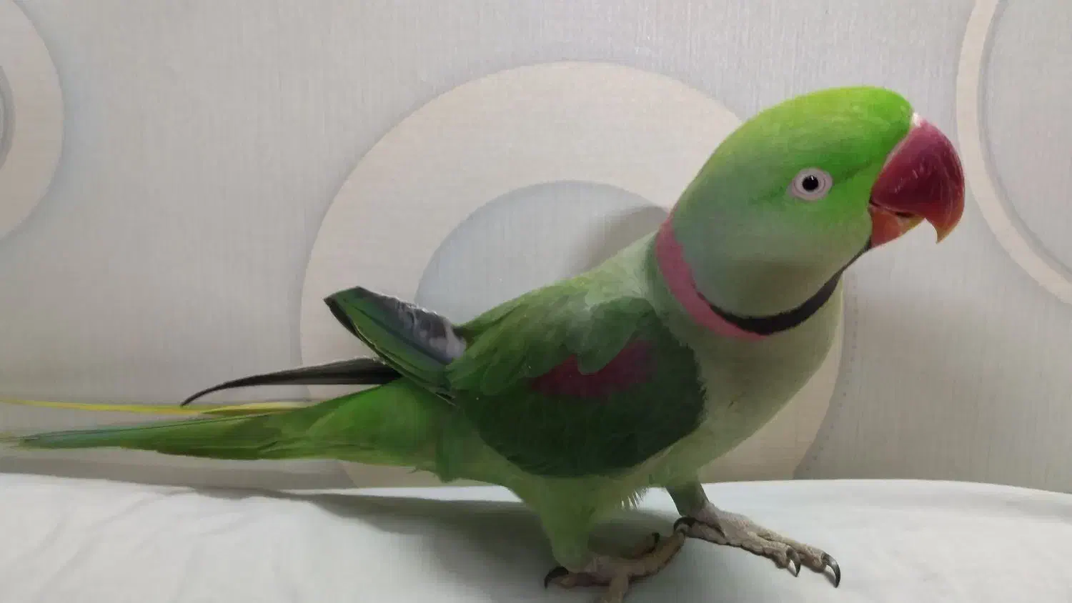 شاه طوطی نر|پرنده|تهران, مسگرآباد|دیوار