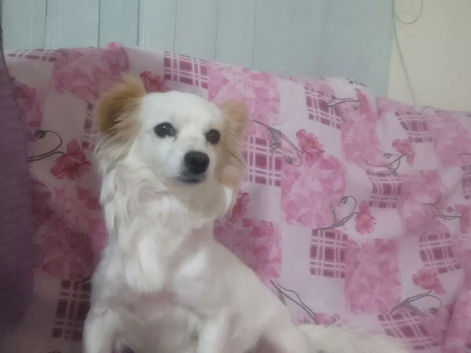 سگ گمشده|حیوانات|اهواز, کیانپارس |دیوار