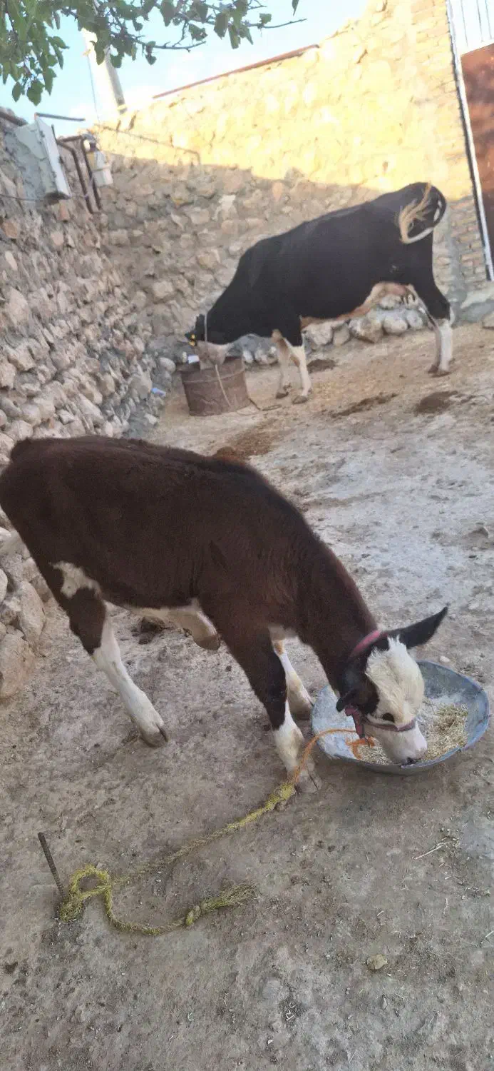 گاو گوساله|حیوانات مزرعه|کوهدشت, |دیوار