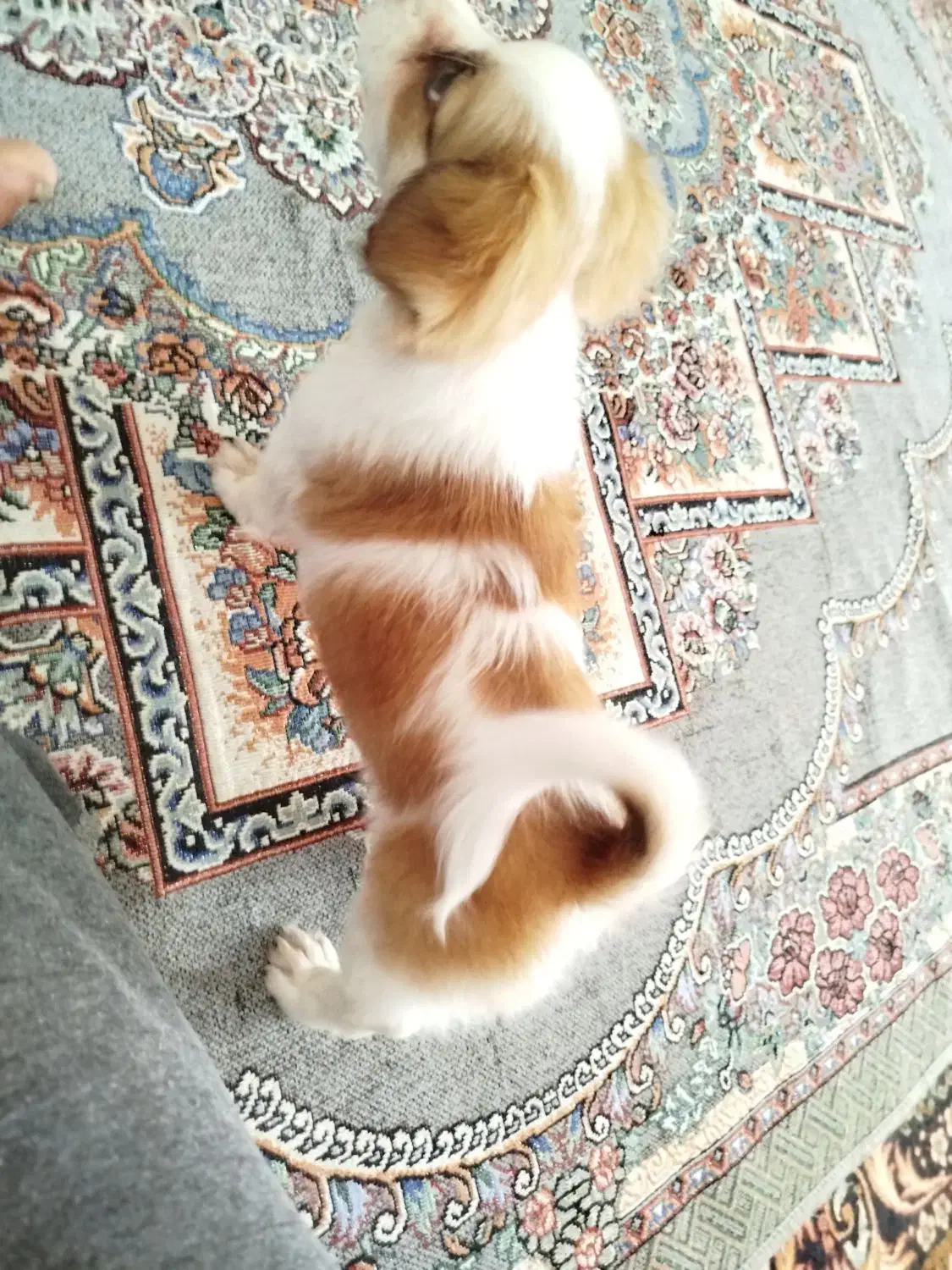 سگ شیتزو|سگ|تربت‌حیدریه, میدان مرکزی|دیوار