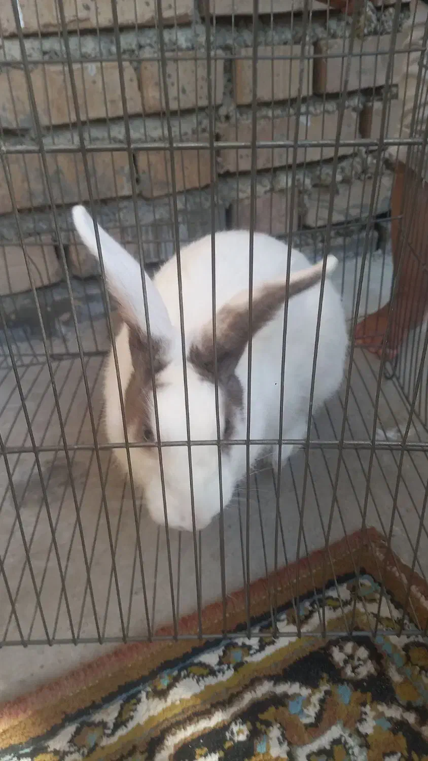 خرگوش ماده|موش و خرگوش|گالیکش, |دیوار