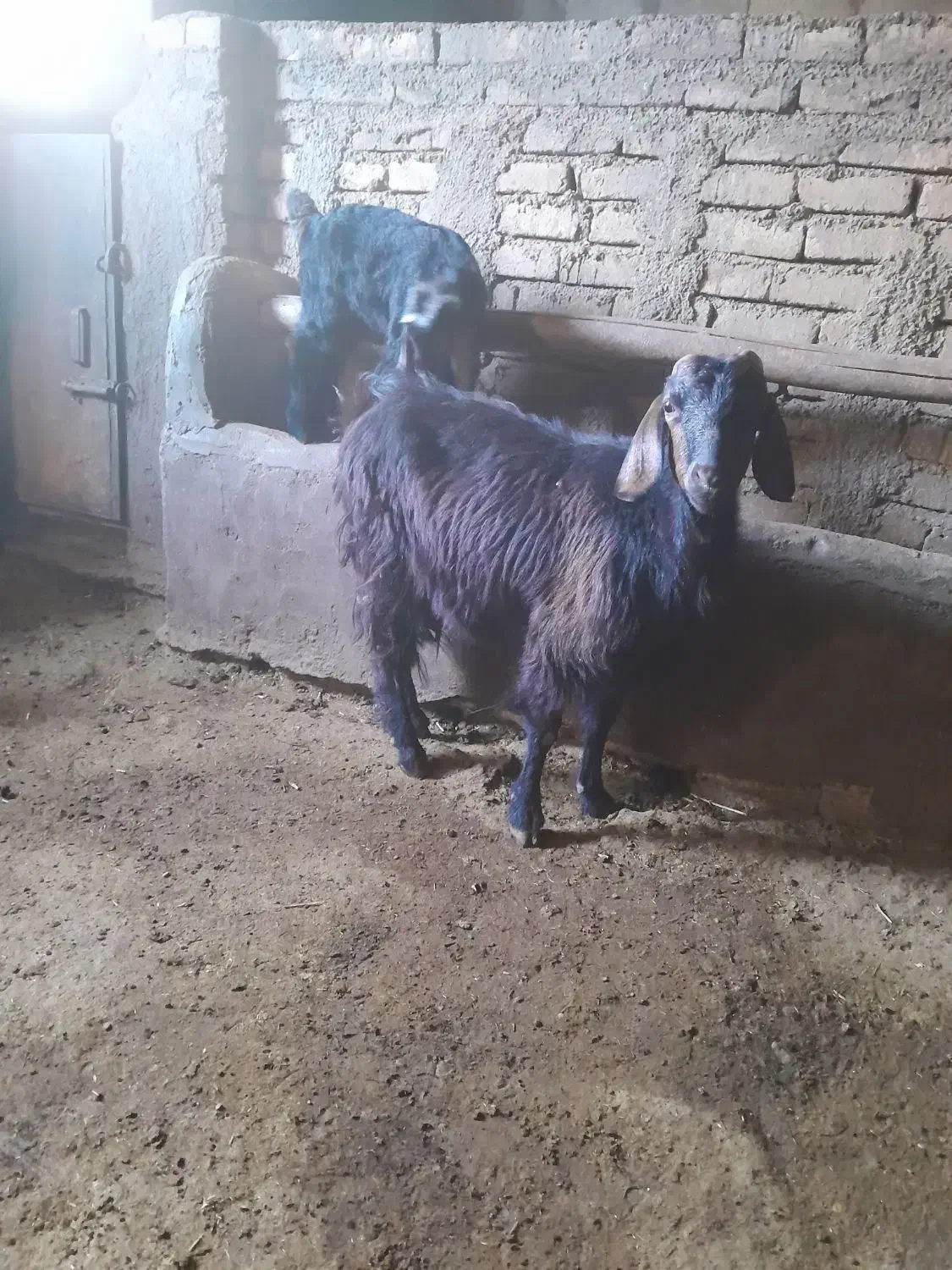 بزوبزغاله|حیوانات مزرعه|صحنه, |دیوار