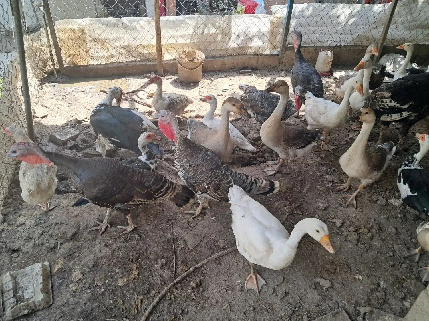 مرغ|حیوانات مزرعه|گرگان, |دیوار