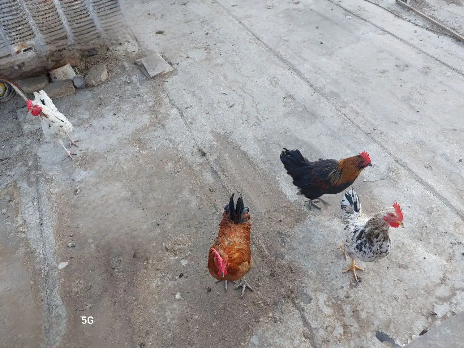 خروس|حیوانات مزرعه|اصفهان, شاهد|دیوار