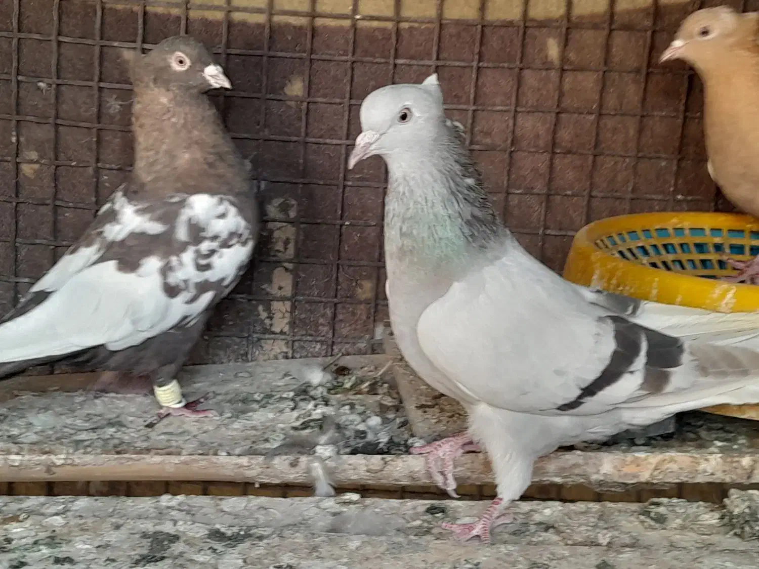 سینه .|پرنده|شیراز, رکن‌آباد|دیوار