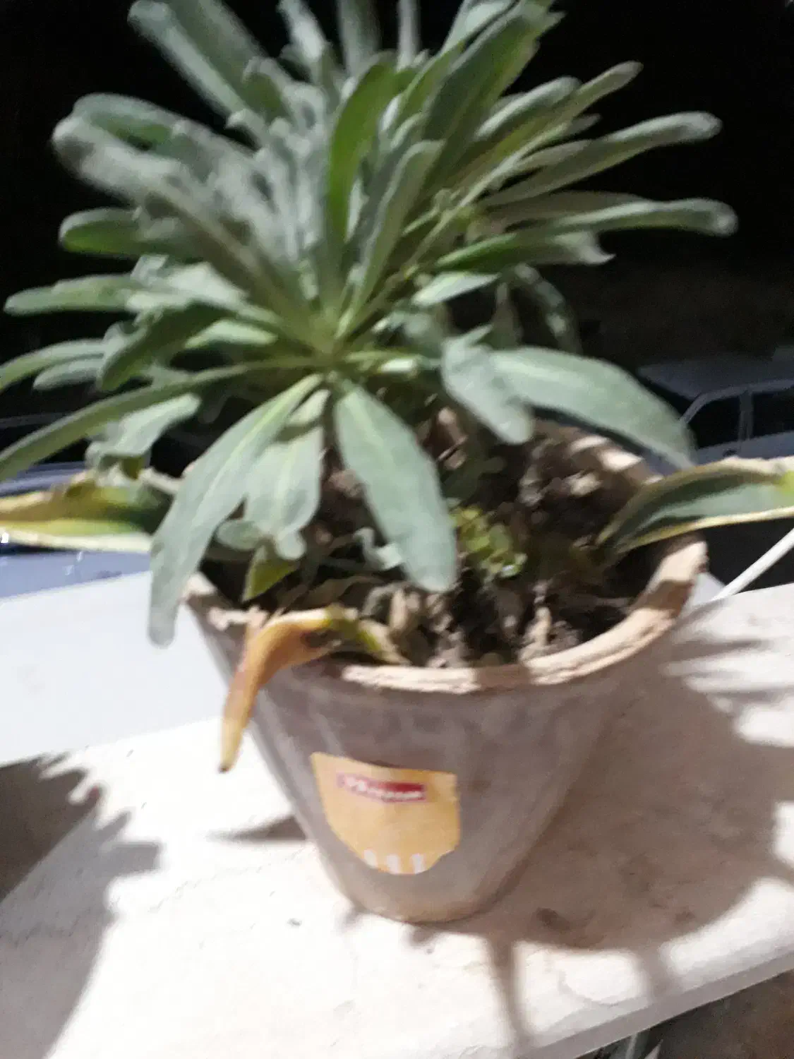 گل ساختمان|گل و گیاه طبیعی|خوش‌رودپی, |دیوار