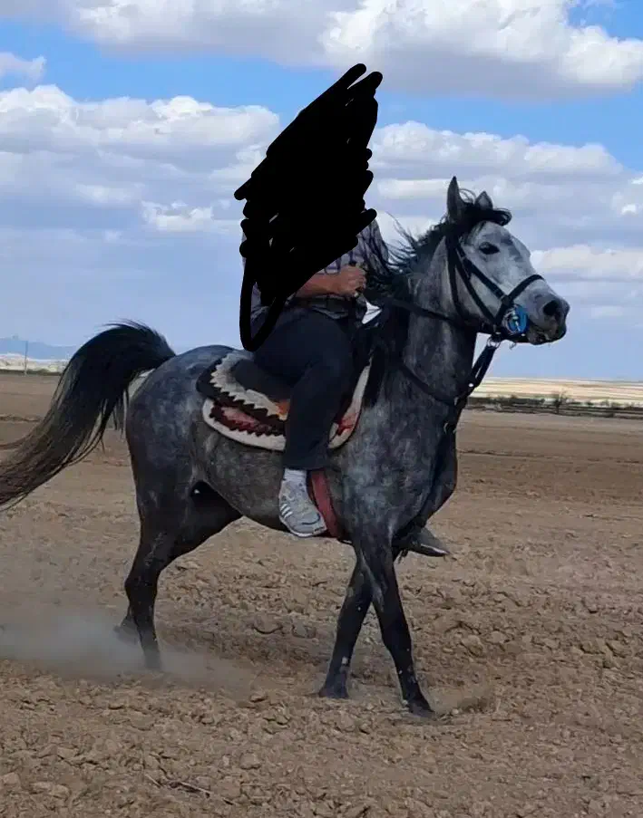 مادیان جوان|اسب و تجهیزات اسب‌سواری|سردرود, |دیوار