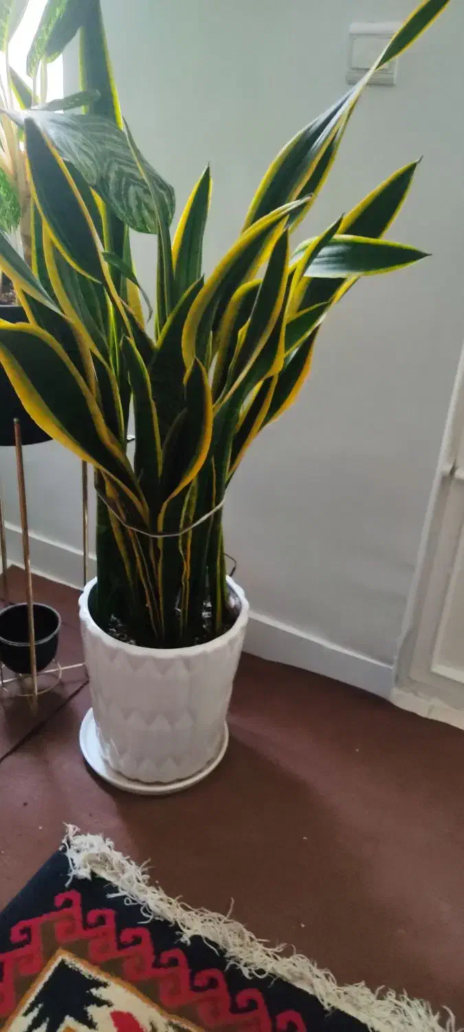 سانسوریای لبه طلایی|گل و گیاه طبیعی|سمنان, |دیوار