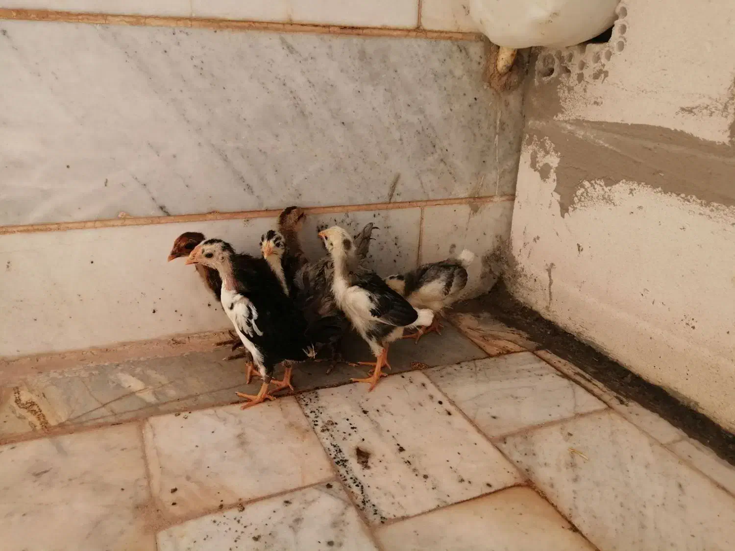 جوجه گلین ی دونه شاخدار|حیوانات مزرعه|بیرجند, |دیوار