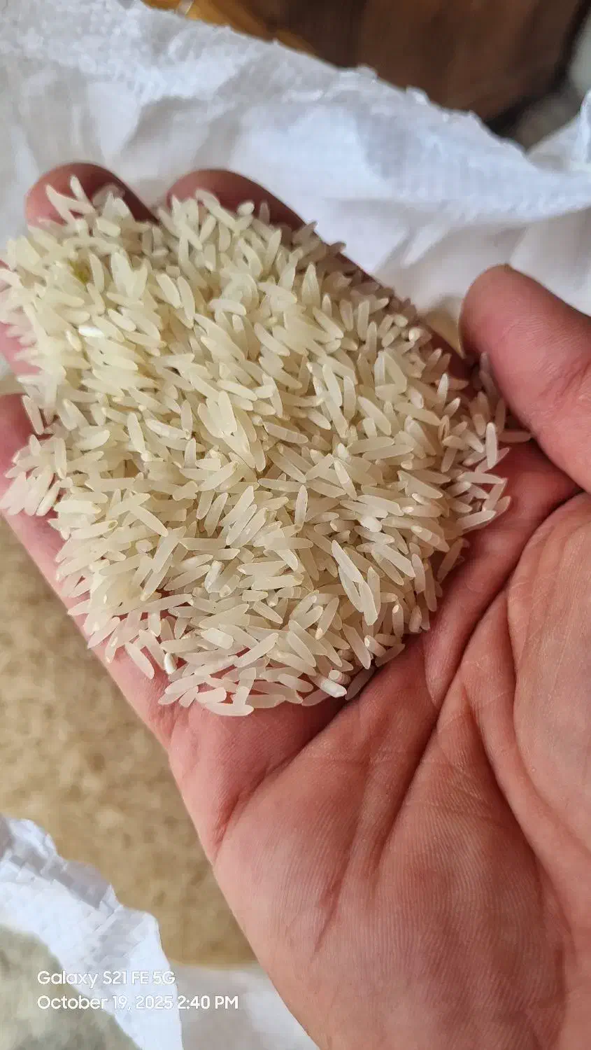 برنجفجرسوزنیزرینگل200کیلو،کیلویی230هزار|خوردنی و آشامیدنی|علیآباد کتول, |دیوار