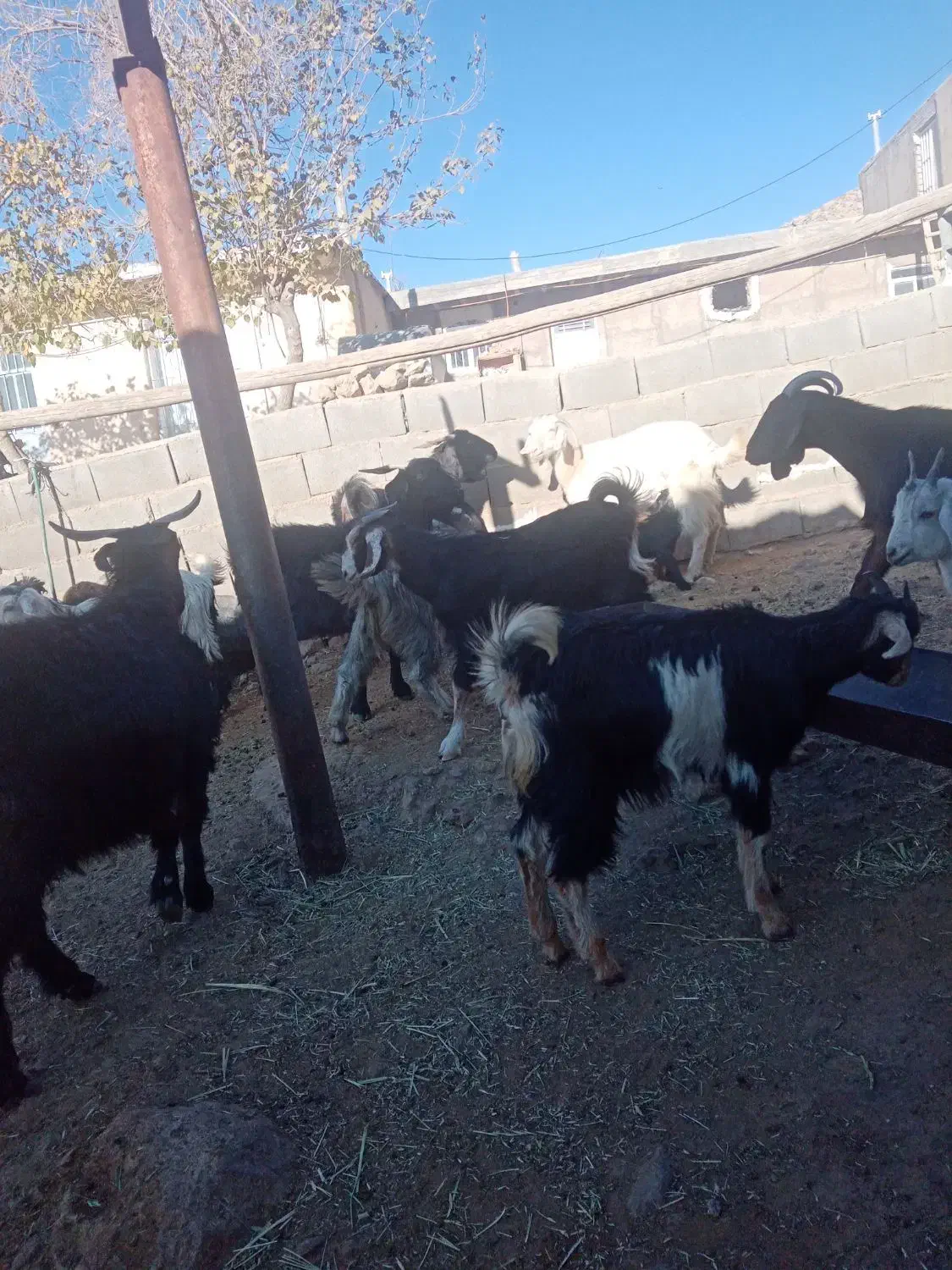 فروش 20راس بز کهره دار و آبستن 10 تا چپش ماده|حیوانات مزرعه|مرودشت, رامجرد یک|دیوار