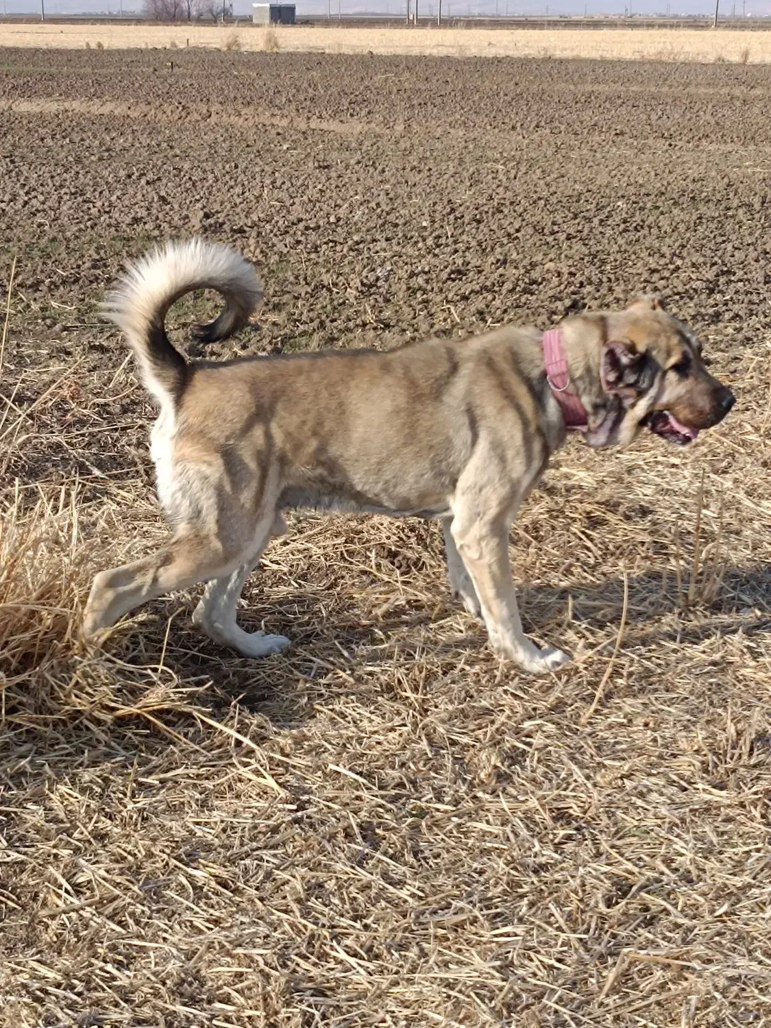 سگ دهن پاک|سگ|کوزران, |دیوار