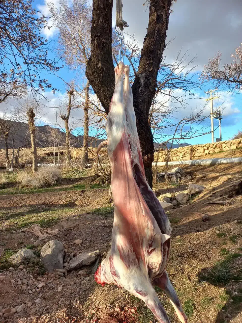 بزغاله پرورار|حیوانات مزرعه|دلیجان, |دیوار