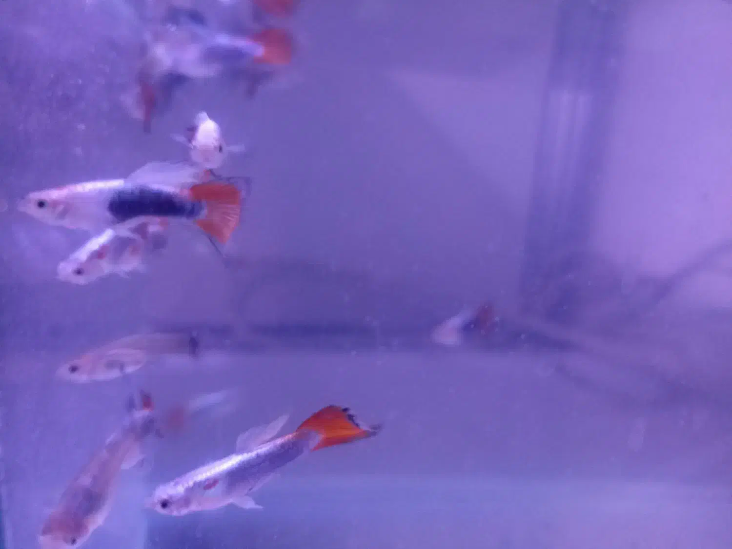 ماهی گوپی|ماهی|مشهد, امیریه|دیوار