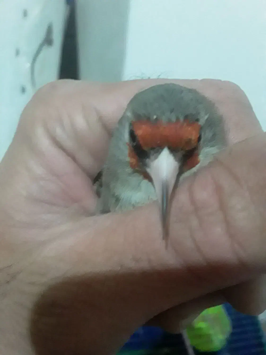 سهره|پرنده|رفسنجان, |دیوار