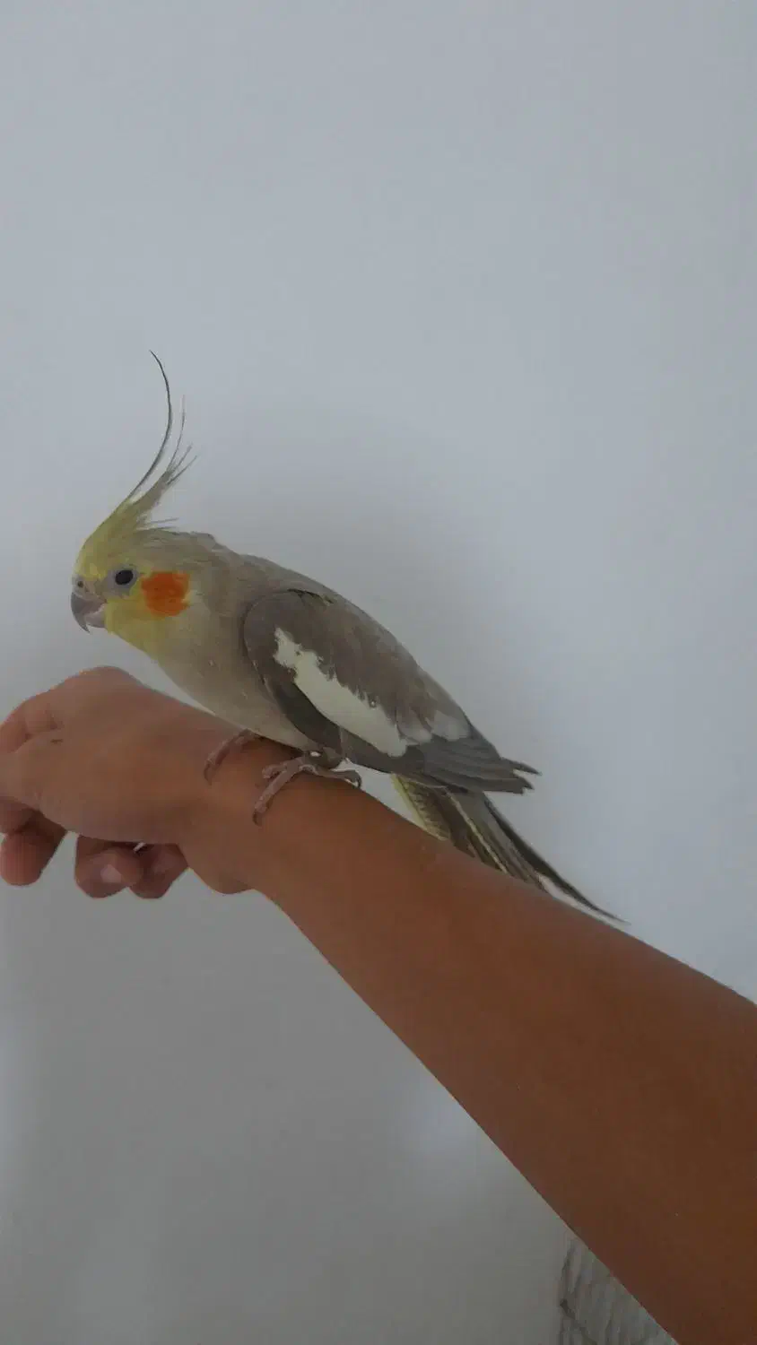 عروس|پرنده|اهر, |دیوار