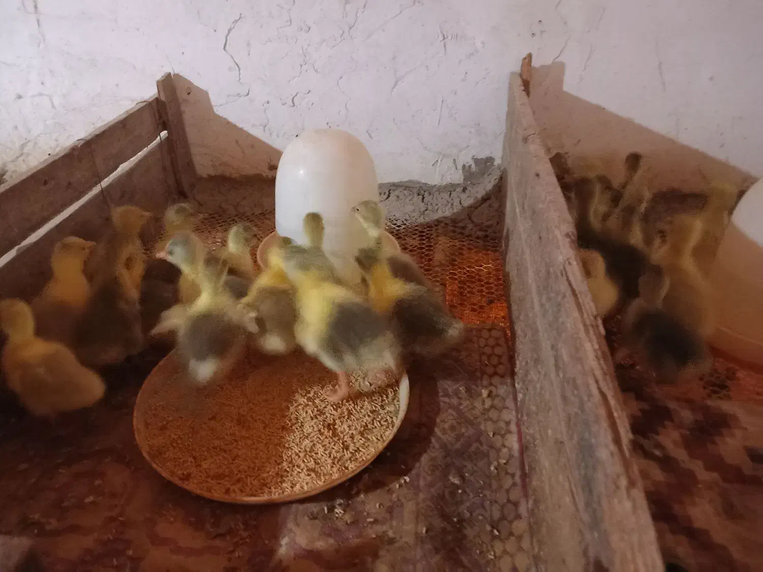 جوجه غاز|حیوانات مزرعه|آق قلا, |دیوار