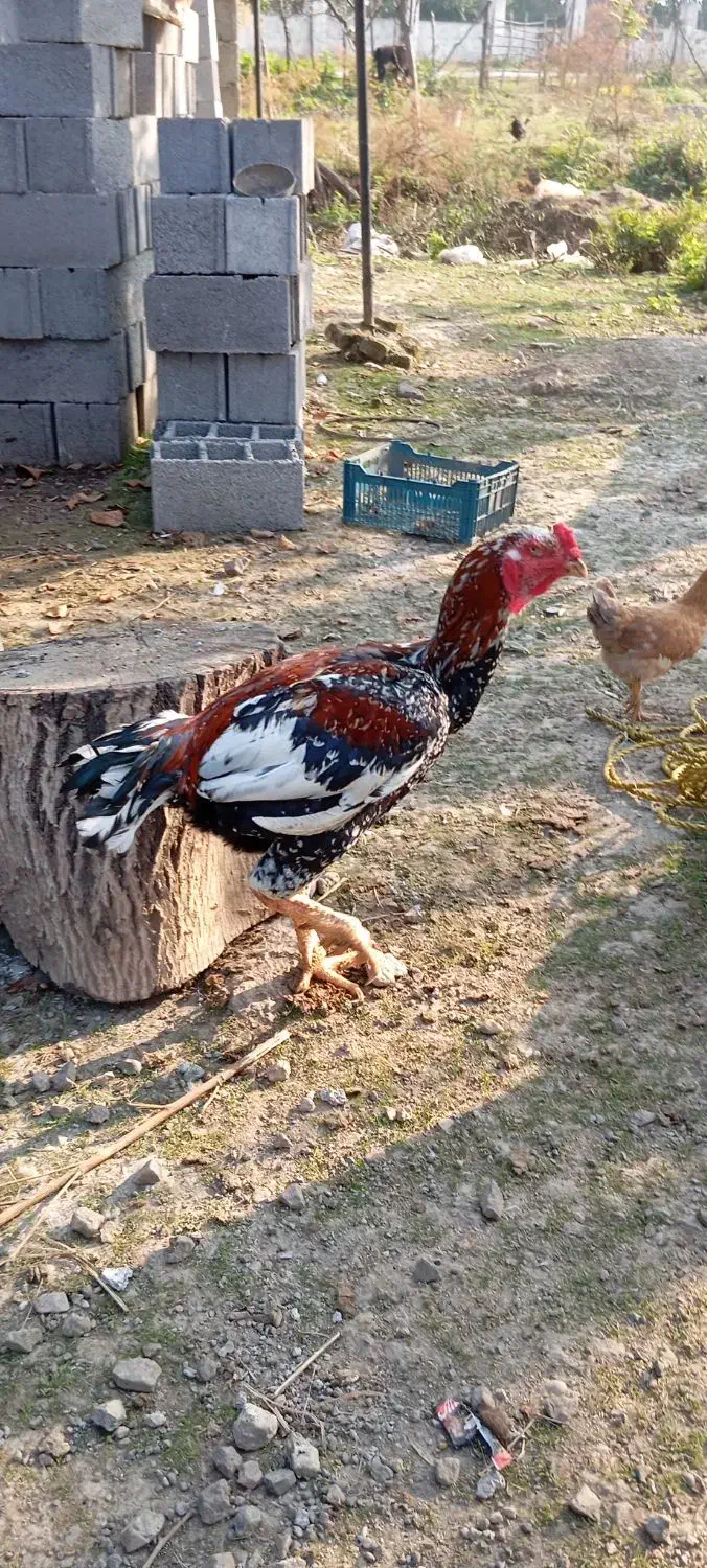 خروس لاری اصیل|حیوانات مزرعه|ماسال, |دیوار