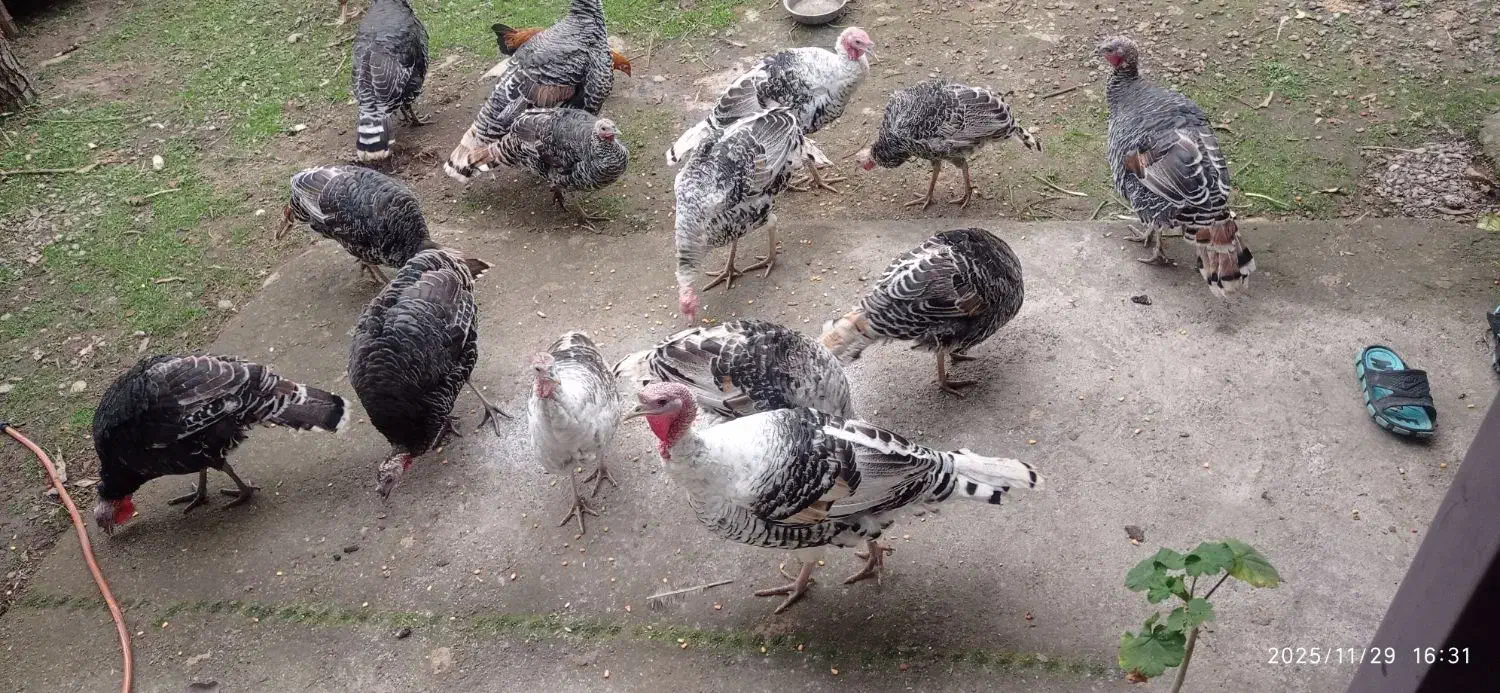 بوقلمون نر و ماده|حیوانات مزرعه|ضیابر, |دیوار