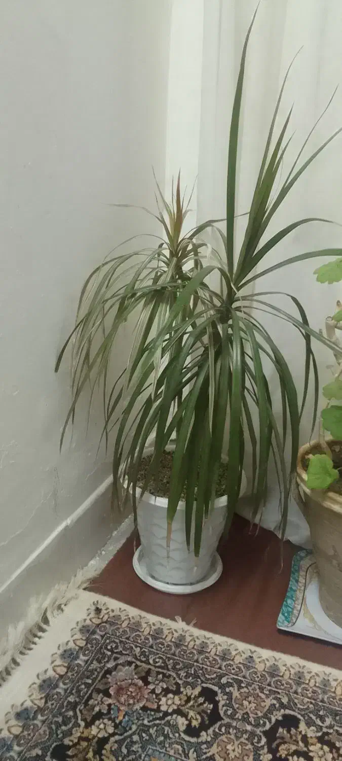 گل سانسوریا هویا|گل و گیاه طبیعی|تربت‌حیدریه, یحیی آباد|دیوار