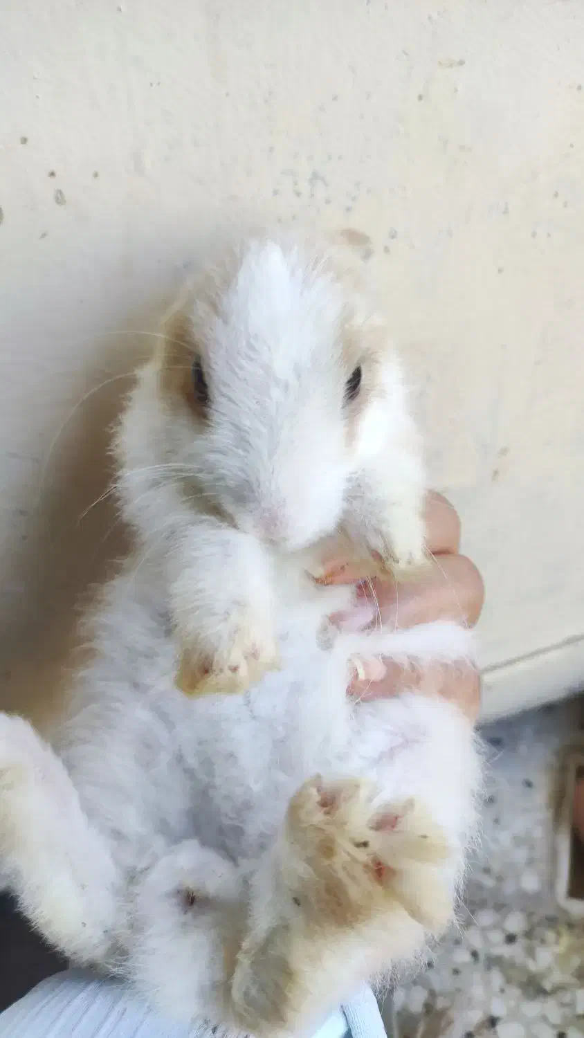 بچه خرگوش ها|موش و خرگوش|برازجان, |دیوار