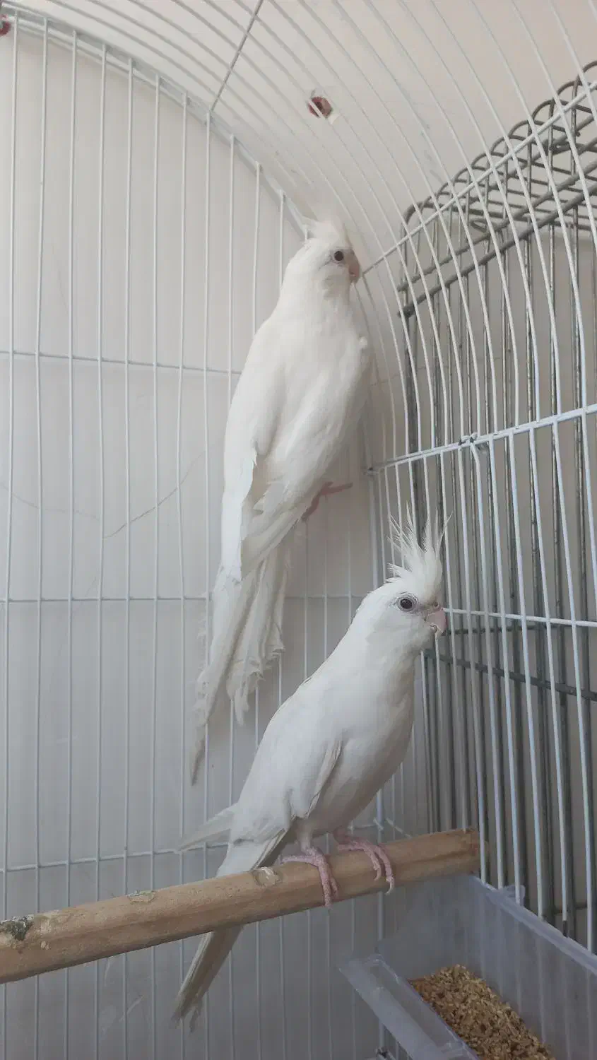 عروس هلندی|پرنده|قم, دروازه ری|دیوار