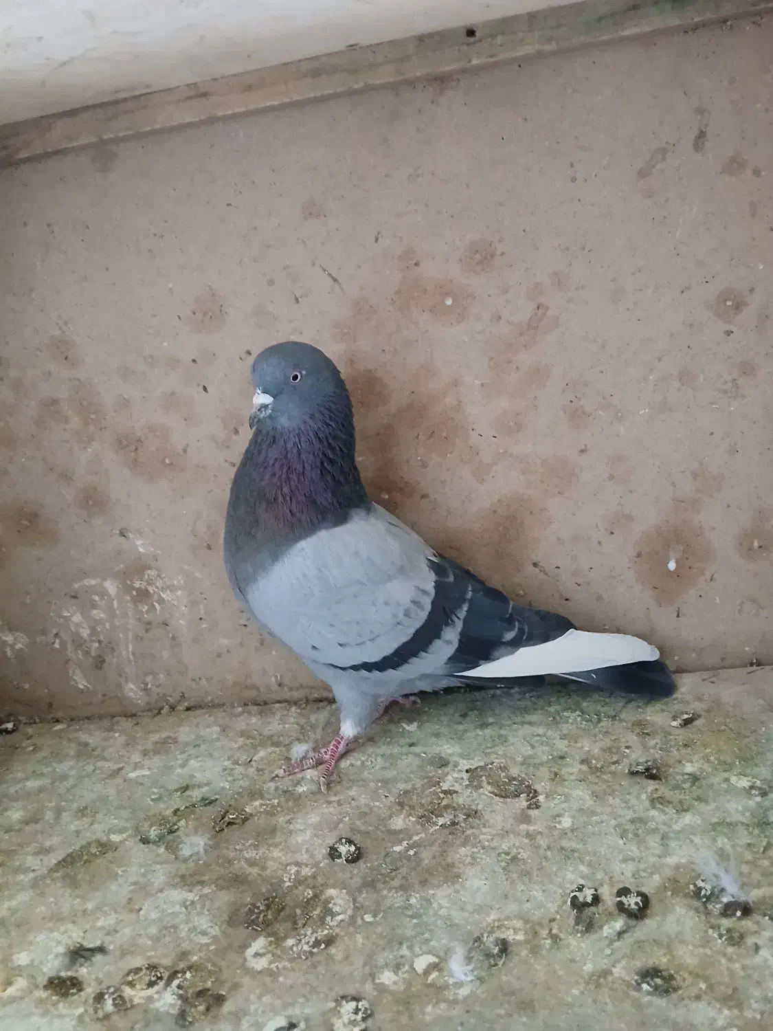 کبوتر|پرنده|تهران, مشیریه|دیوار