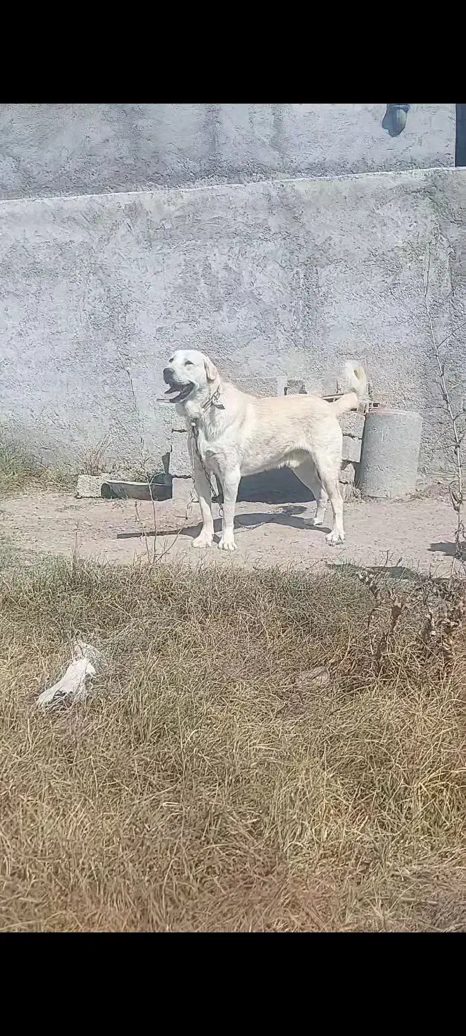 نر عراقی|سگ|اردبیل, |دیوار