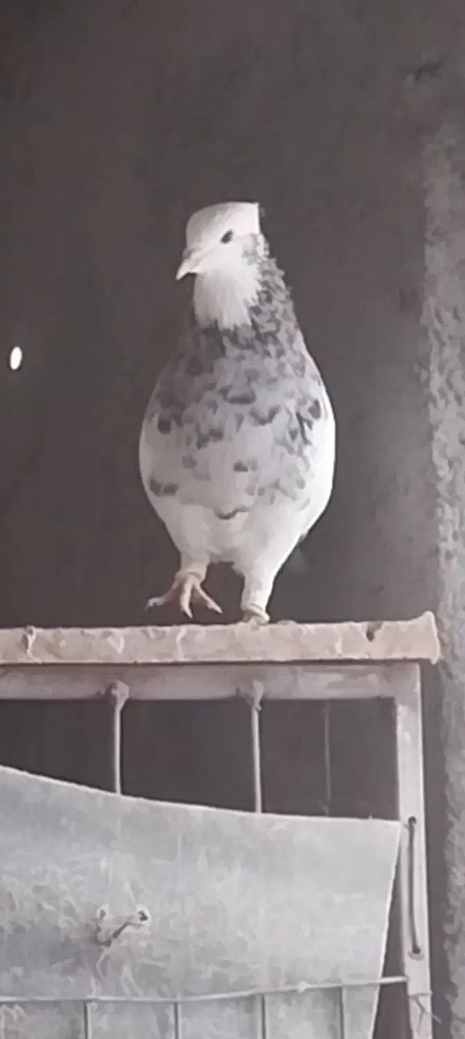 طوقی هفت رنگ ) تماس توضیحات|پرنده|قزوین, |دیوار