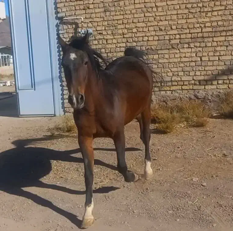 اسب مادیان|اسب و تجهیزات اسبسواری|اصفهان, قهجاورستان|دیوار