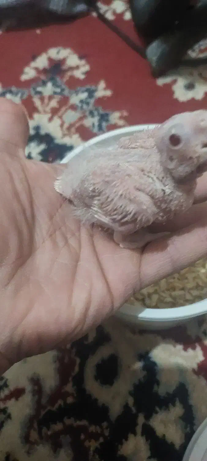 جوجه عروس هلندی آلبینو|پرنده|تربت جام, امام|دیوار