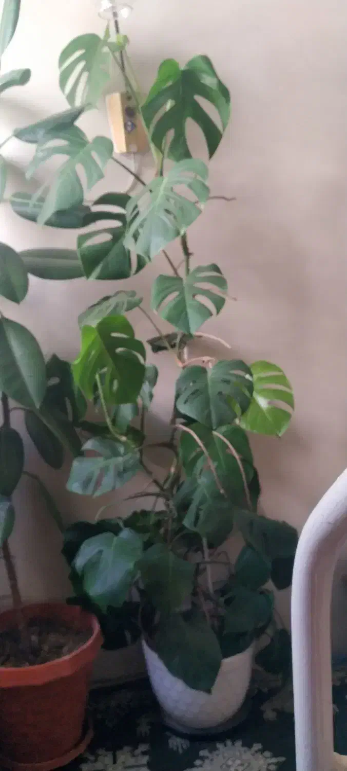 گل برگ انجیری، بگونیا خال سفید، قاشقی، سانسوریا|گل و گیاه طبیعی|شیراز, گود خزینه|دیوار