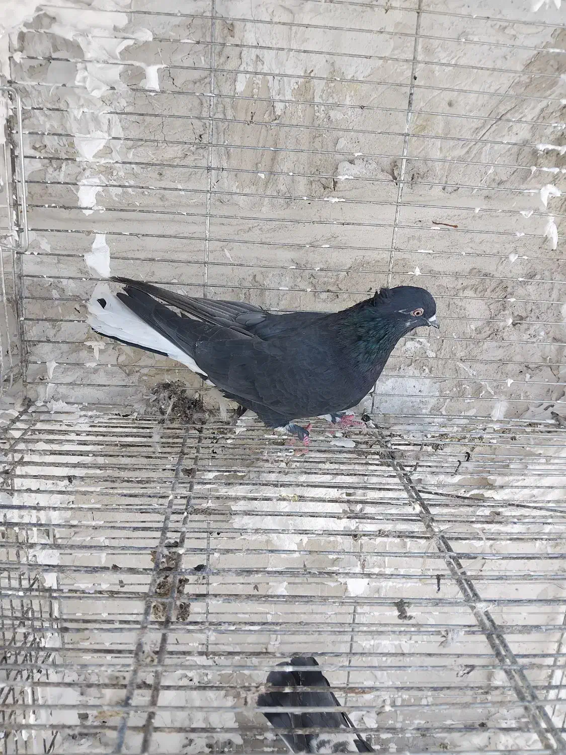 ماده زاغ دم سفید کاکلی|پرنده|کاشان, مصلی|دیوار