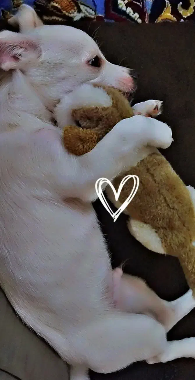 واگذاری سگ|سگ|بروجرد, |دیوار