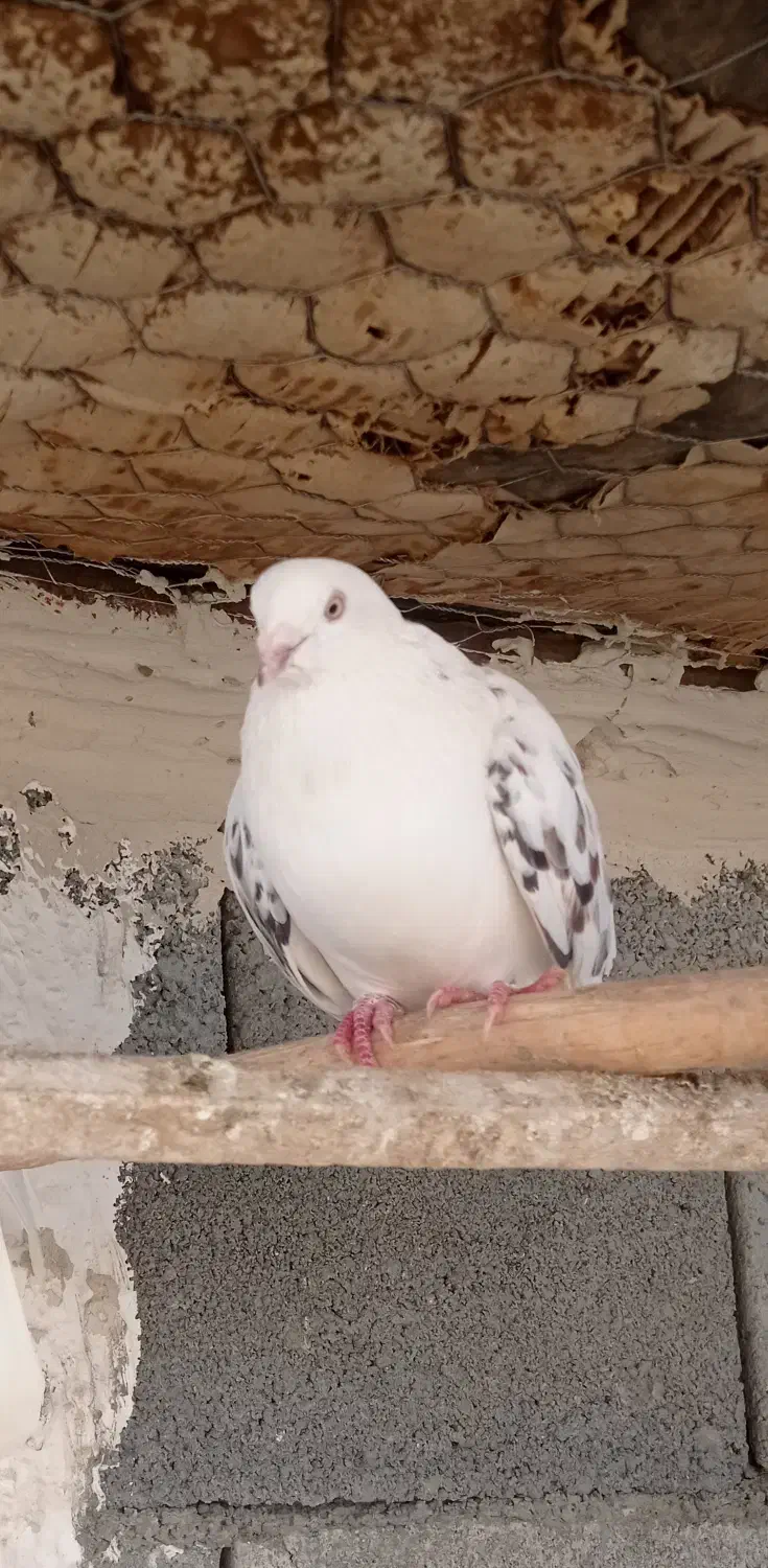 کفتر خوب|پرنده|اشنویه, |دیوار