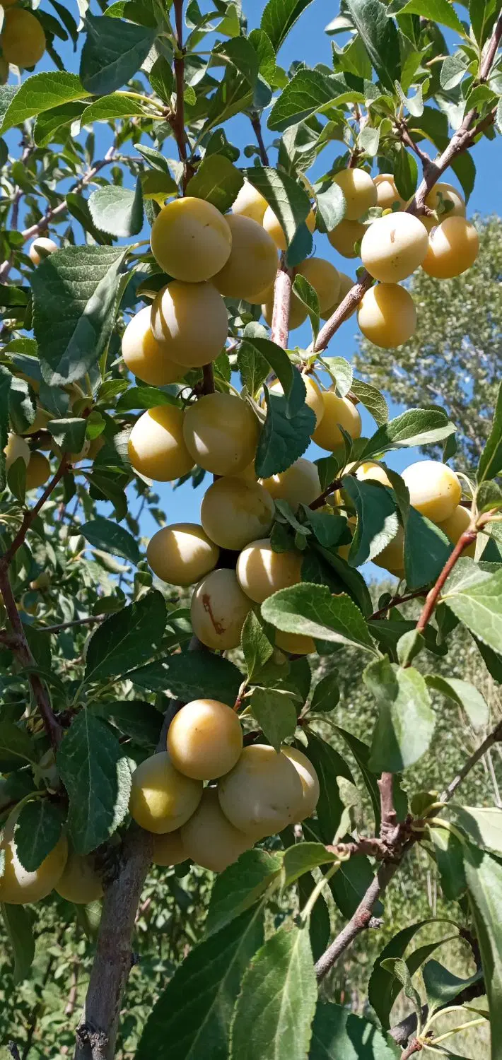 آلو خرشتی و لواشک|خوردنی و آشامیدنی|تهران, شادآباد|دیوار